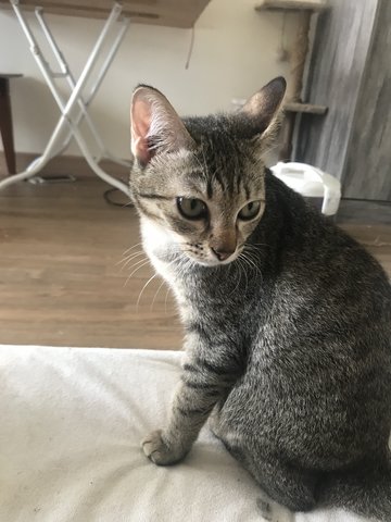 Marble  - Domestic Short Hair Cat