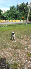 Patches - Dalmatian Mix Dog