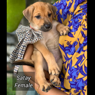 Satay - Mixed Breed Dog