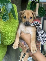 Satay - Mixed Breed Dog