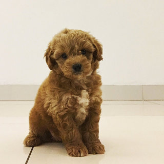 Louie - Poodle Dog