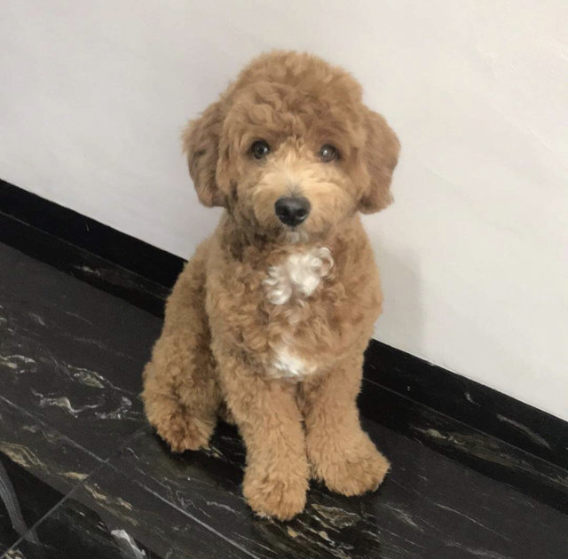 Louie - Poodle Dog