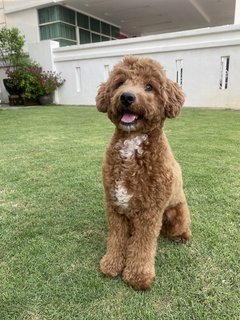 Louie - Poodle Dog