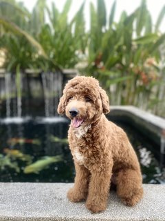Louie - Poodle Dog
