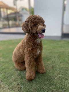 Louie - Poodle Dog