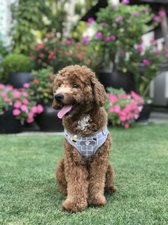 Louie - Poodle Dog