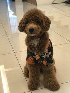 Louie - Poodle Dog