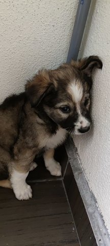 Husky - Mixed Breed Dog