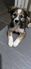 Husky - Mixed Breed Dog