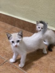 Lolly Pop &amp; Lala - Domestic Short Hair + Domestic Long Hair Cat