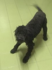 Sshadow - Poodle Dog