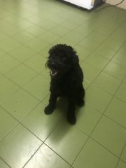 Sshadow - Poodle Dog