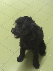 Sshadow - Poodle Dog