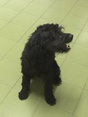 Sshadow - Poodle Dog