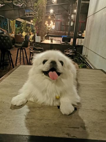 Snowy - Pekingese Dog