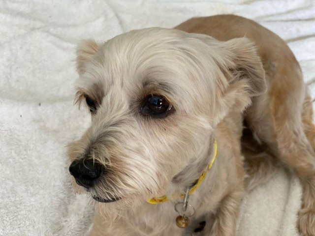 Lucy - Silky Terrier + Shih Tzu Dog