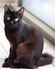 Wispa - Domestic Short Hair Cat