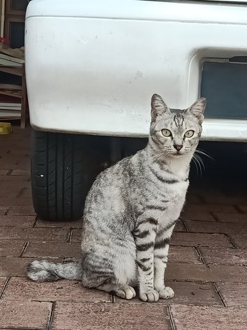 Sesame - Domestic Short Hair Cat