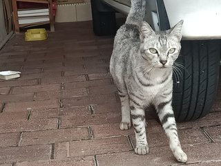 Sesame - Domestic Short Hair Cat