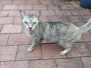 Sesame - Domestic Short Hair Cat