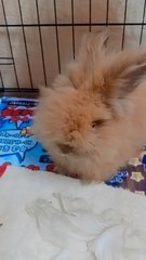 Whose Rabbit Is Missing  - Holland Lop + Lionhead Rabbit