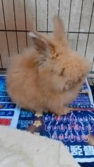 Whose Rabbit Is Missing  - Holland Lop + Lionhead Rabbit