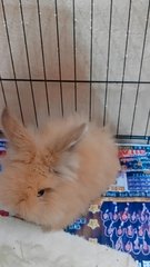 Whose Rabbit Is Missing  - Holland Lop + Lionhead Rabbit