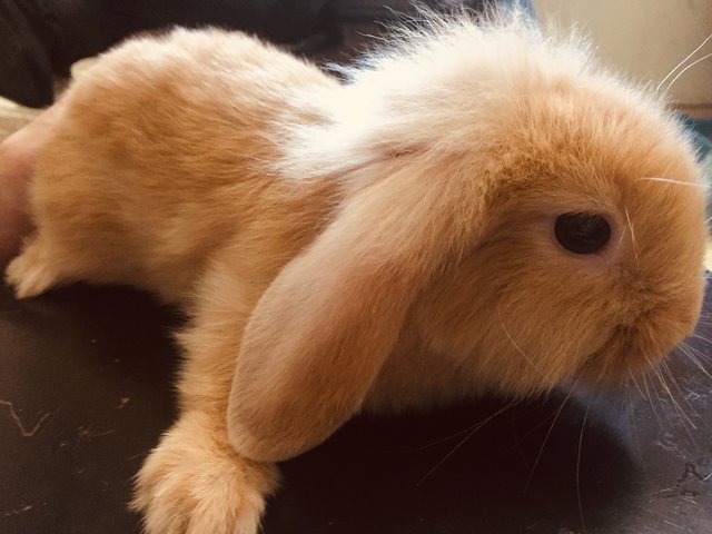 Cookie - Holland Lop Rabbit