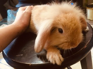 Cookie - Holland Lop Rabbit