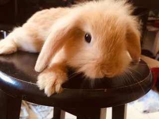 Cookie - Holland Lop Rabbit