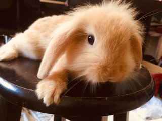 Cookie - Holland Lop Rabbit