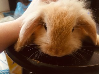 Cookie - Holland Lop Rabbit