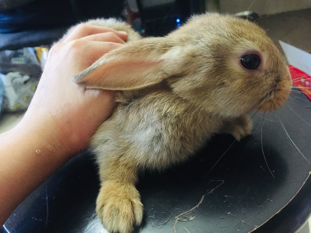 Pumpkin - Holland Lop + New Zealand Rabbit