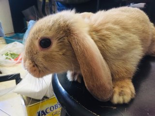 Pumpkin - Holland Lop + New Zealand Rabbit