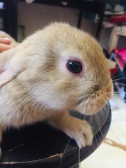 Pumpkin - Holland Lop + New Zealand Rabbit