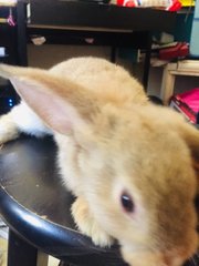 Pumpkin - Holland Lop + New Zealand Rabbit