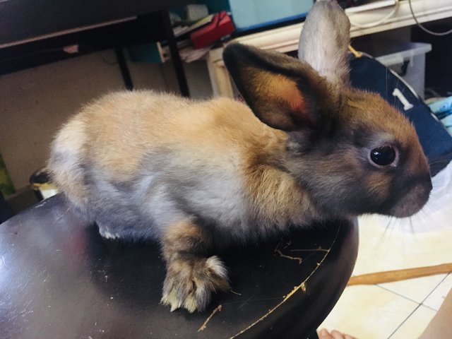 Sesame - Holland Lop + New Zealand Rabbit