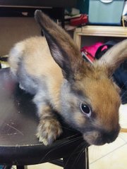 Sesame - Holland Lop + New Zealand Rabbit