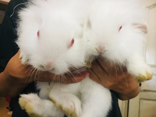 White White  - Holland Lop Rabbit