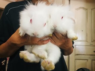 White White  - Holland Lop Rabbit