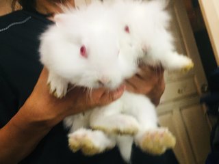 White White  - Holland Lop Rabbit