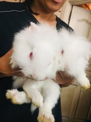 White White  - Holland Lop Rabbit