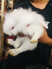 White White  - Holland Lop Rabbit