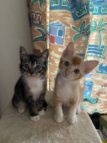 Simba &amp; Candy - Domestic Short Hair Cat