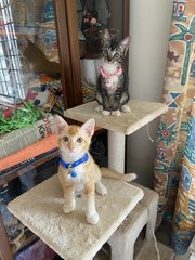 Simba &amp; Candy - Domestic Short Hair Cat