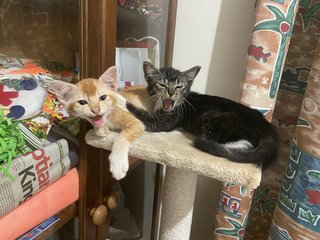 Simba &amp; Candy - Domestic Short Hair Cat