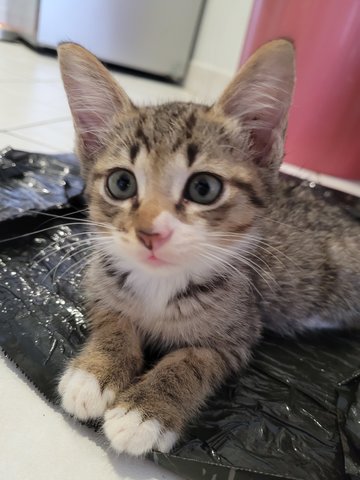 Cutie Babies 😻 - Domestic Medium Hair Cat