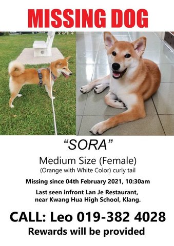 Sora - Shiba Inu Dog