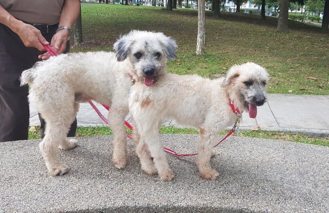 Mochie &amp; Evie - Poodle + Shih Tzu Dog