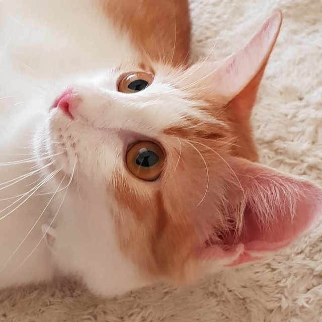 Saffron The Demure Princess - Domestic Medium Hair Cat